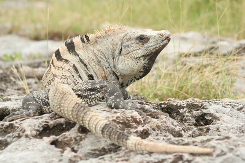 Black Spiny-tailed Iguana