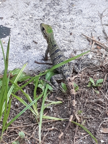 Black Spiny-tailed Iguana