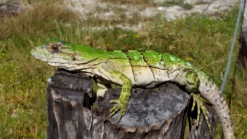 Black Spiny-tailed Iguana