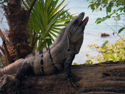 Black Spiny-tailed Iguana