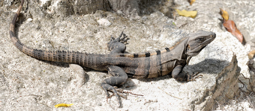 Black Spiny-tailed Iguana