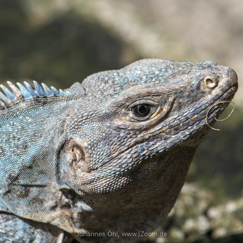 Black Spiny-tailed Iguana