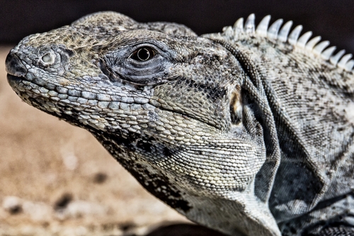 Black Spiny-tailed Iguana