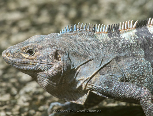 Black Spiny-tailed Iguana