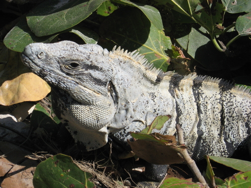 Black Spiny-tailed Iguana