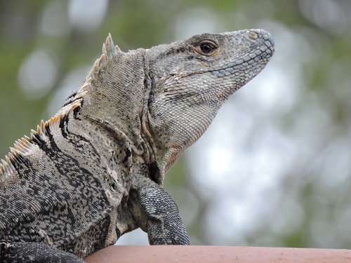 Black Spiny-tailed Iguana