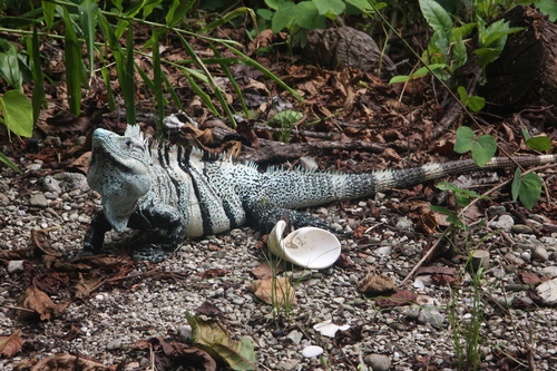 Black Spiny-tailed Iguana