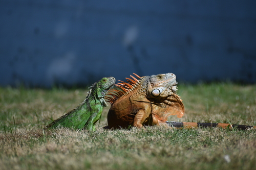 Green Iguana