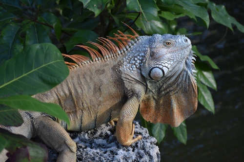 Green Iguana
