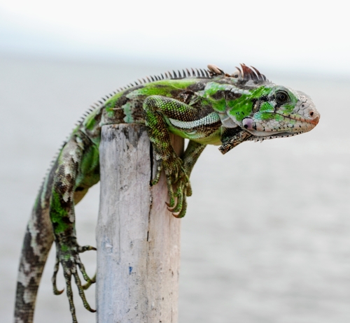 Green Iguana