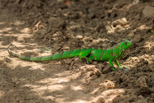 Green Iguana