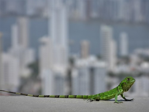 Green Iguana