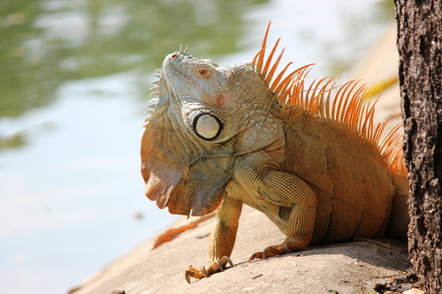 Green Iguana