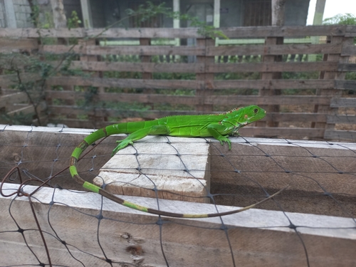 Green Iguana