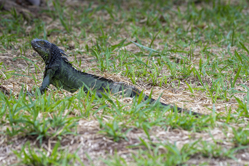 Green Iguana