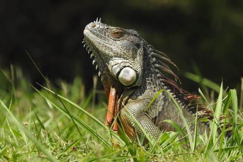 Green Iguana