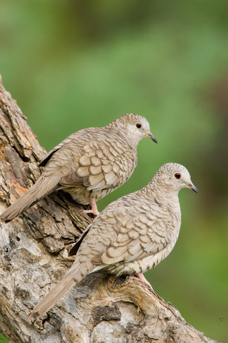 Inca Dove