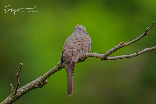 Inca Dove