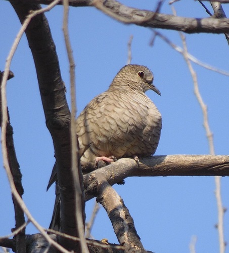 Inca Dove