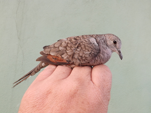 Inca Dove