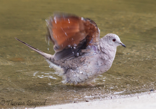 Inca Dove