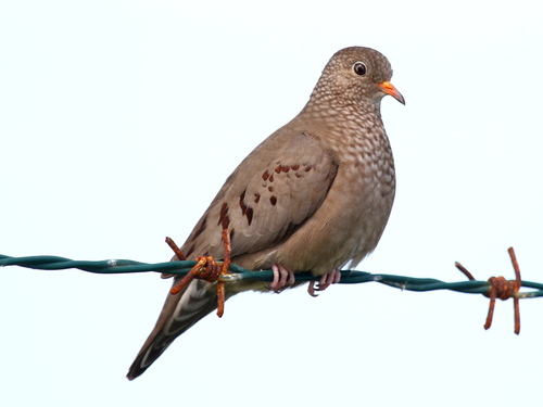 Common Ground Dove