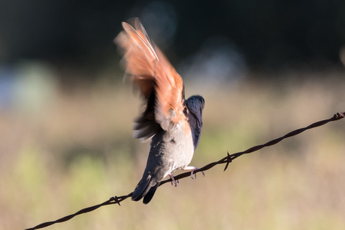 Common Ground Dove