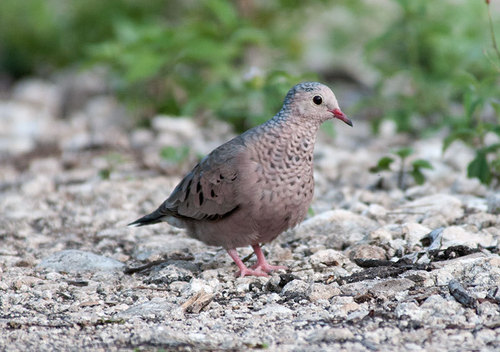 Common Ground Dove