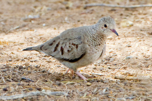 Common Ground Dove