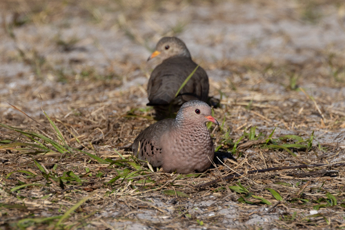Common Ground Dove