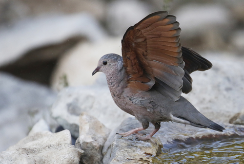 Common Ground Dove