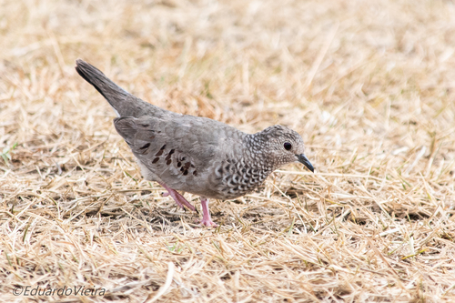 Common Ground Dove