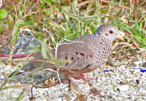 Common Ground Dove