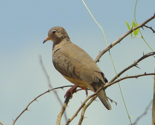 Common Ground Dove