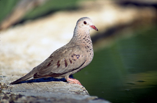 Common Ground Dove