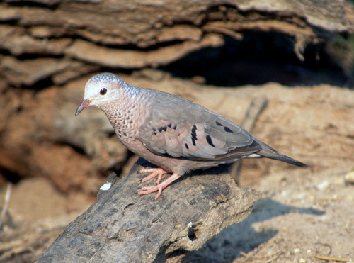 Common Ground Dove