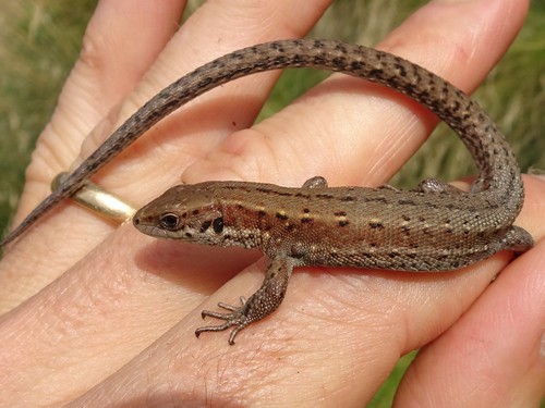 Viviparous Lizard