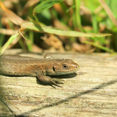 Viviparous Lizard