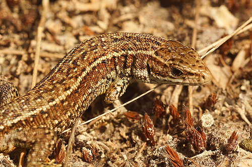 Viviparous Lizard