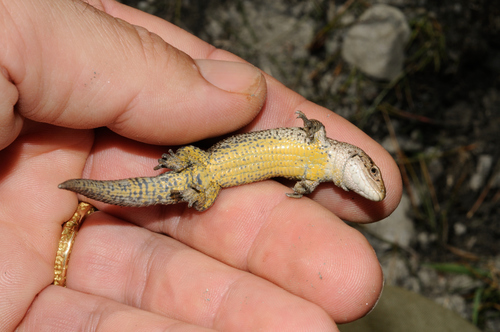 Viviparous Lizard