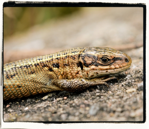Viviparous Lizard