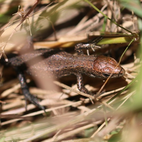 Viviparous Lizard