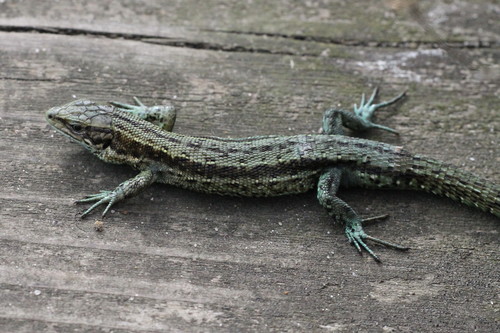 Viviparous Lizard