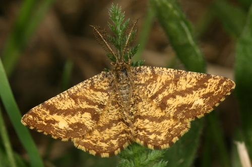 Common Heath
