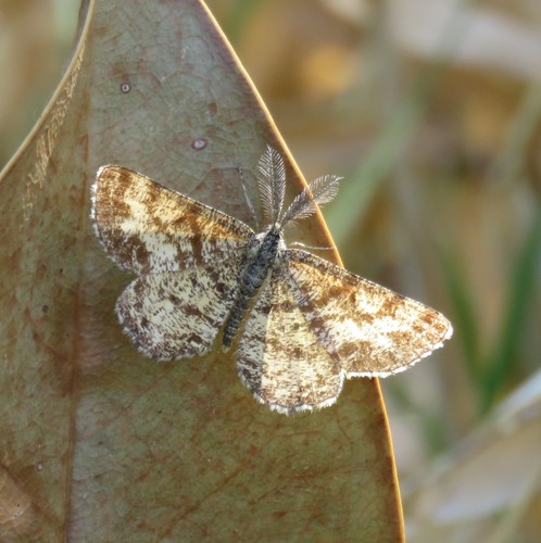 Common Heath