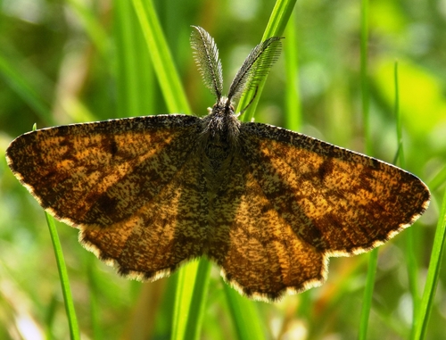 Common Heath
