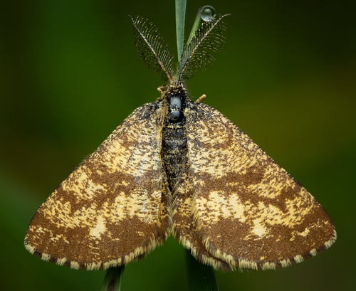 Common Heath