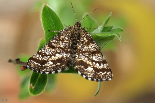 Common Heath