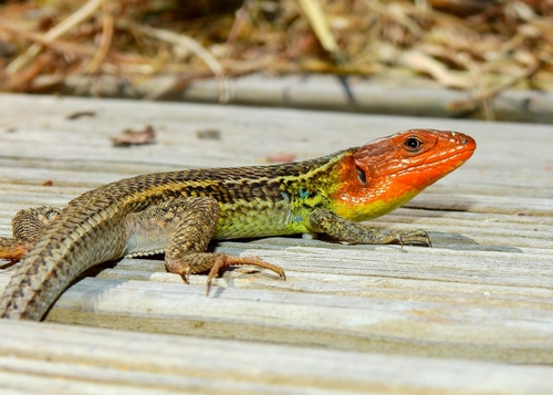 Large Psammodromus