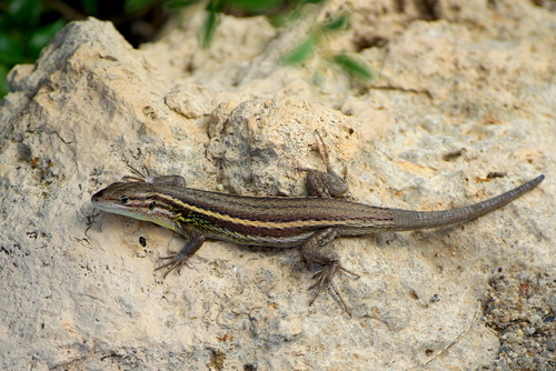 Large Psammodromus